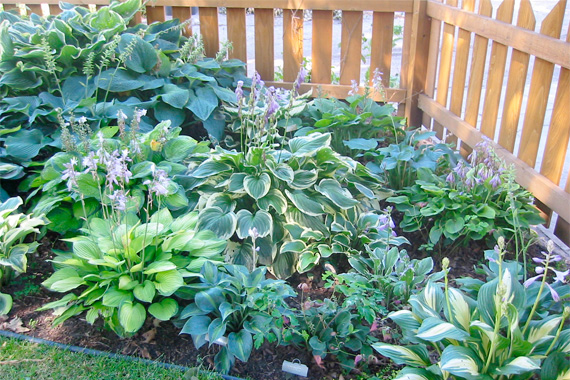 Making Real Estate Easy Perennials Don T Take Your Old Garden Friends Perennial Flowers For Granted A Little Routine Love Keeps These Stunners Growing Bloomin Ever Roi Anyone